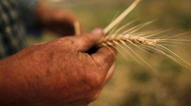 День фермера: в українських аграріїв буде своє свято
