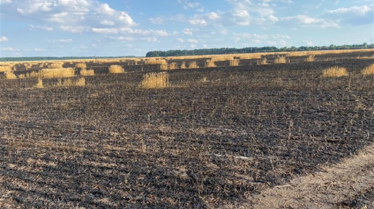 Згоріла пшениця та автомобіль. Поліція повідомила нову інформацію про пожежу біля Волновахи