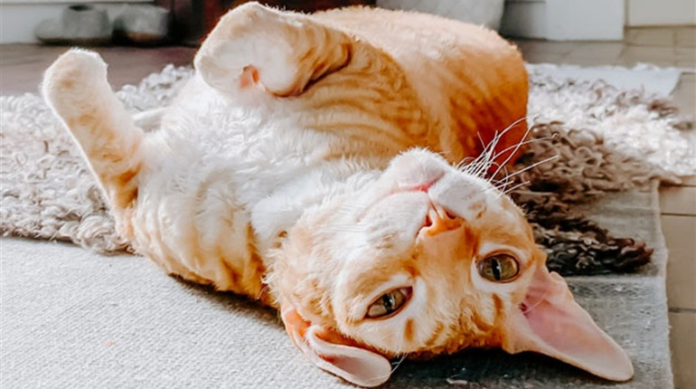 Песики й котики, які шукають дім у Конотопі: 12 тваринок серпня