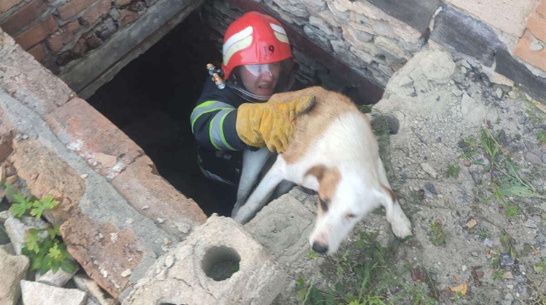 Старокостянтинівські рятувальники дістали собаку із глибокої ями