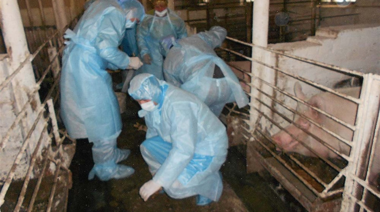 Проведено комплекс заходів щодо локалізації та ліквідації африканської чуми свиней на Гадяччині
