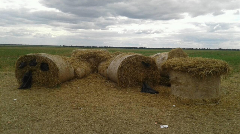 Біля Березни вандали зруйнували скульптуру ведмедя