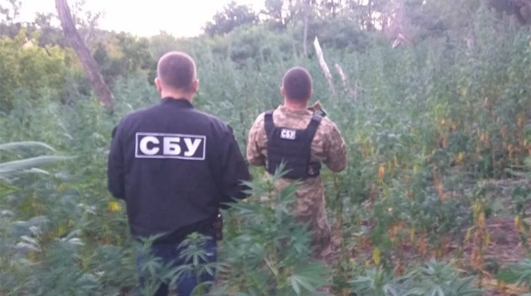 Поліцейські знайшли на Луганщині конопляне поле — це 2500 рослин 