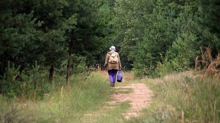 Шукають третій день: бабуся пішла в ліс і не повернулась