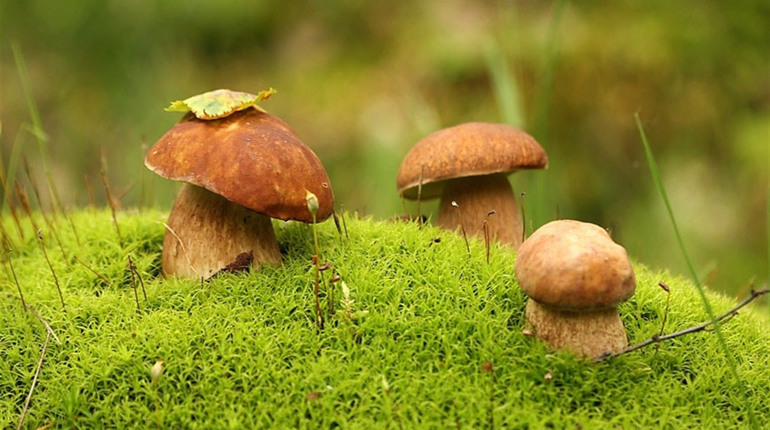 Гриби: як варити, де знайти та не отруїтися. Поради лікаря місцевої лабораторії