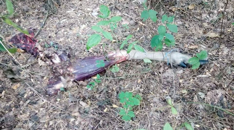 На Менщині браконьєри вбили червонокнижну тварину