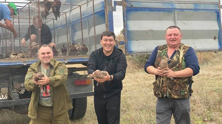 Сірогозькі фермери відновлюють популяцію фазанів: вирощують і випускають птахів у дику природу