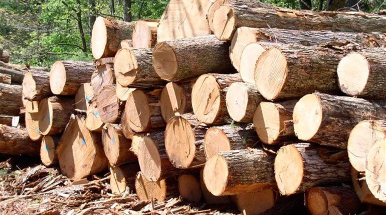 Поліцейські шукають порушення  у лісозаготівельній сфері