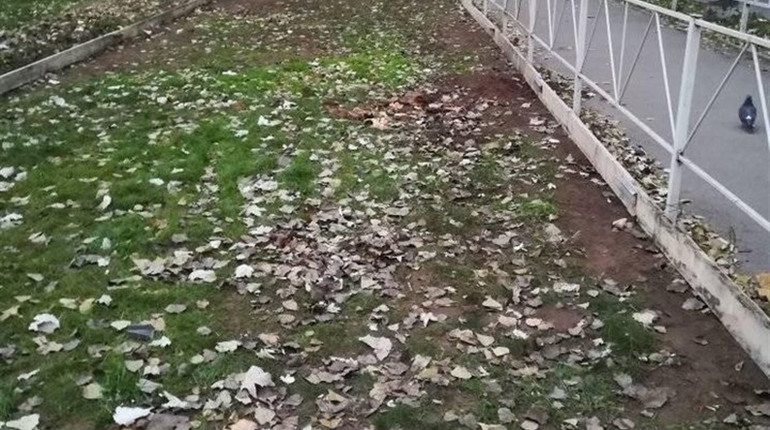 На Острові хотіли встановити черговий МАФ, але мешканці не розгубились і висадили 17 дерев липи