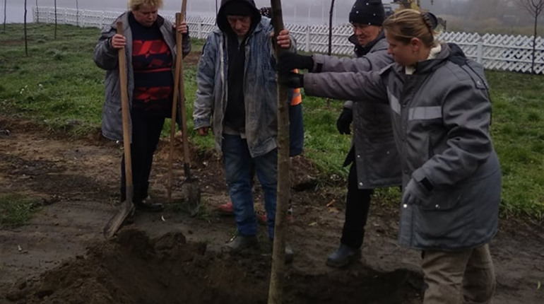 Балта зазеленіє. Молоді саджанці прикрасили ще один куточок міста