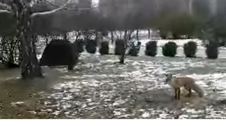 У Переяславі зняли на відео лисицю, яка бігала на території школи