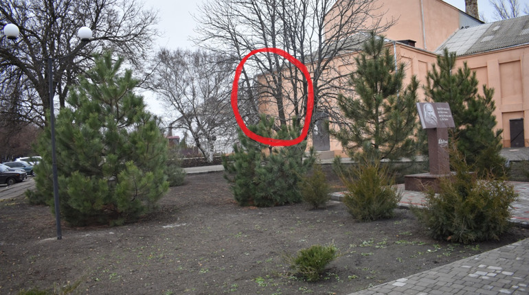 Перший випадок передноворічного варварства: в центрі Нижніх Сірогоз зрубали сосну