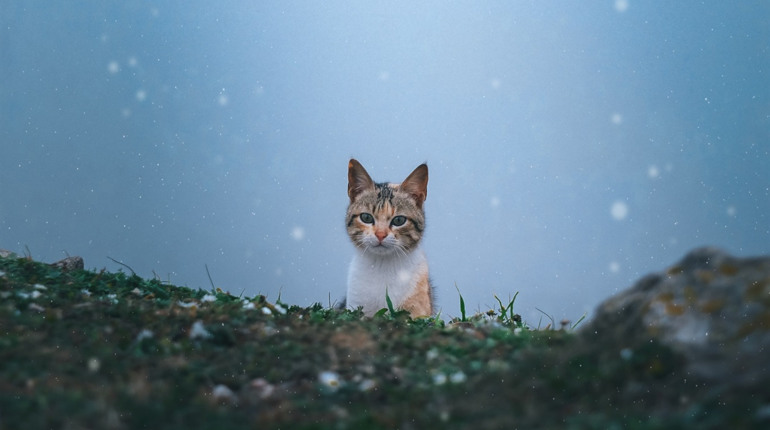 Песики й котики, які шукають дім у Первомайську: підбірка січня