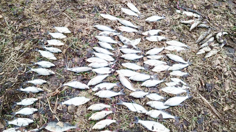 На Менщині браконьєри наловили 11 кілограмів риби на понад 10 тисяч гривень