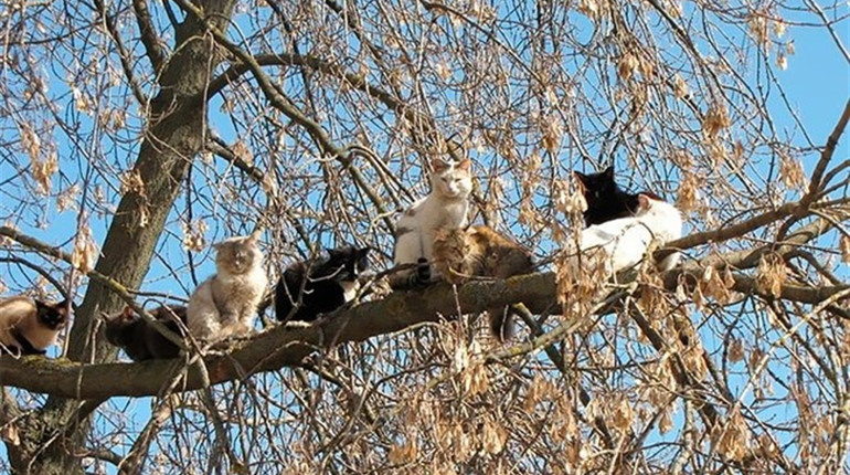 Що б ми робили без цих котів?