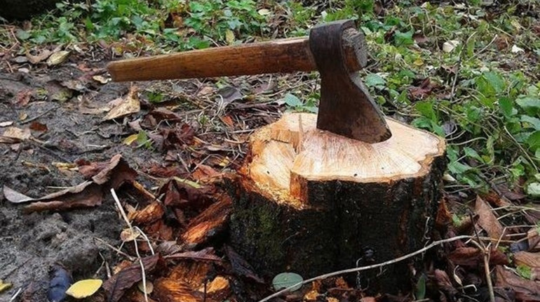 Гуляйпільця судитимуть за незаконну порубку дерев. Збиток – 137 000 гривень. 