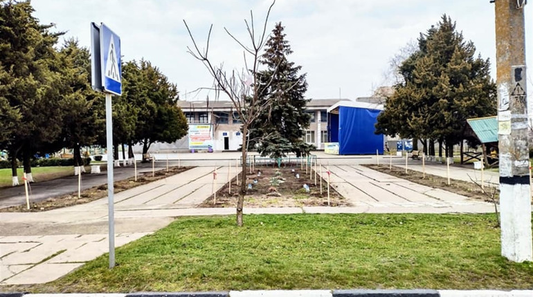 У Лазурному на Херсонщині висадили 40 садженців сакури. Ні, не депутати — просто небайдужі мешканці