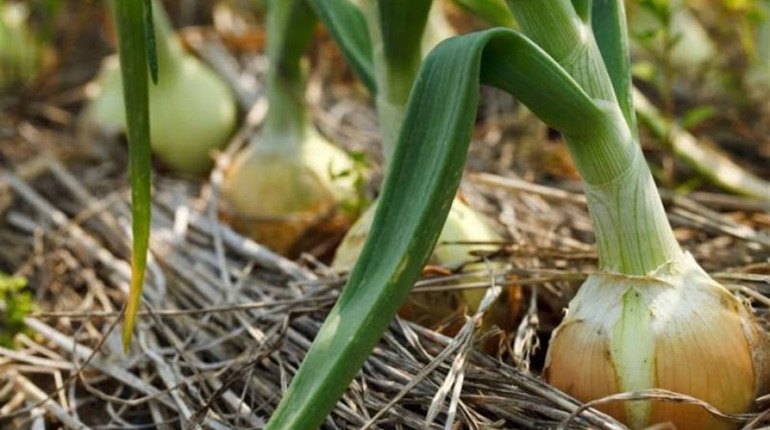 Як садити цибулю навесні для збору раннього врожаю