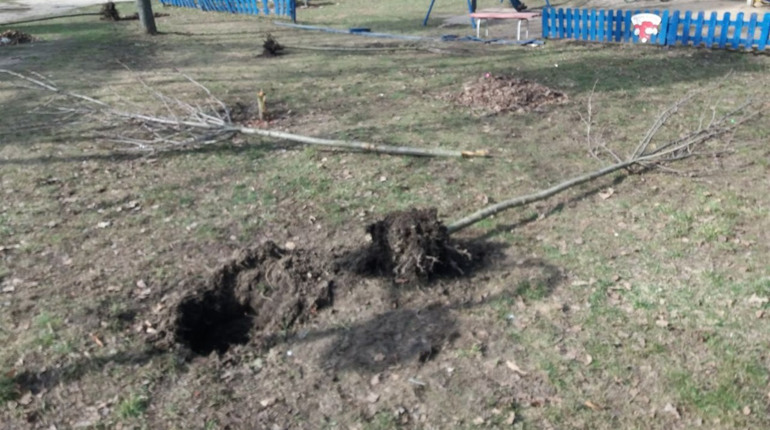 У Шостці сакури поломали діти заради розваги