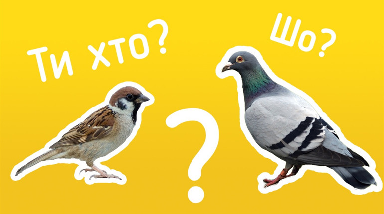 Пройди тест: чи розумієшся ти на птахах конотопщини?