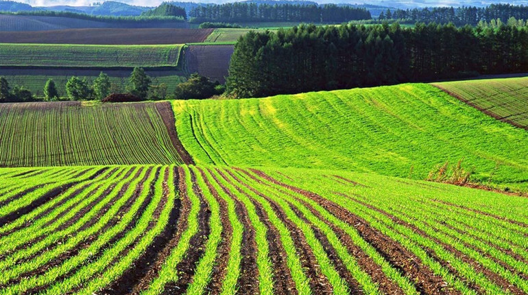 Як будуть продавати сільськогосподарську землю з 1 липня. Що мають знати гадячани