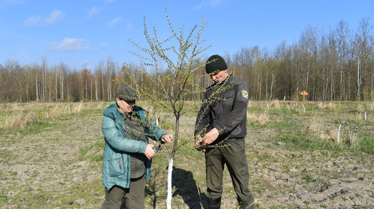 Сьомий рік поспіль: у Городницькому лісгоспі працюють над створенням плантації модрини