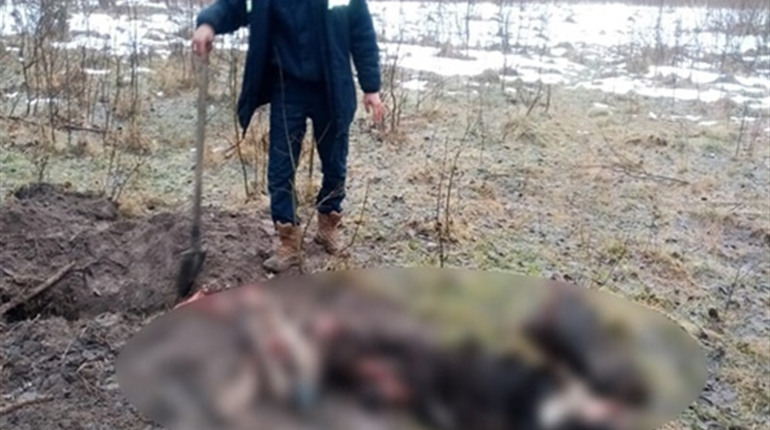 Мисливець, який вбив лося в шепетівському лісі, постане перед судом