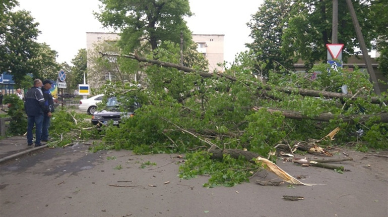 У Волновасі дерево впало на дві автівки