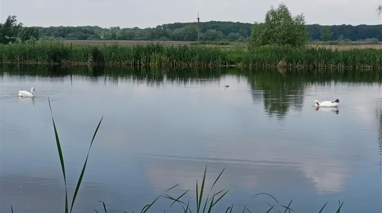 На біоставках Ніжинських очисних споруд гостюють лебеді