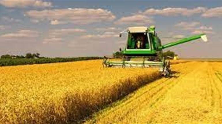 В нашій області найбільші посіви пшениці в Україні