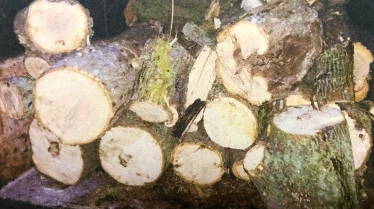 Напиляли дерев на понад 30 тисяч гривень: у Лозовій судили нелегальних лісорубів