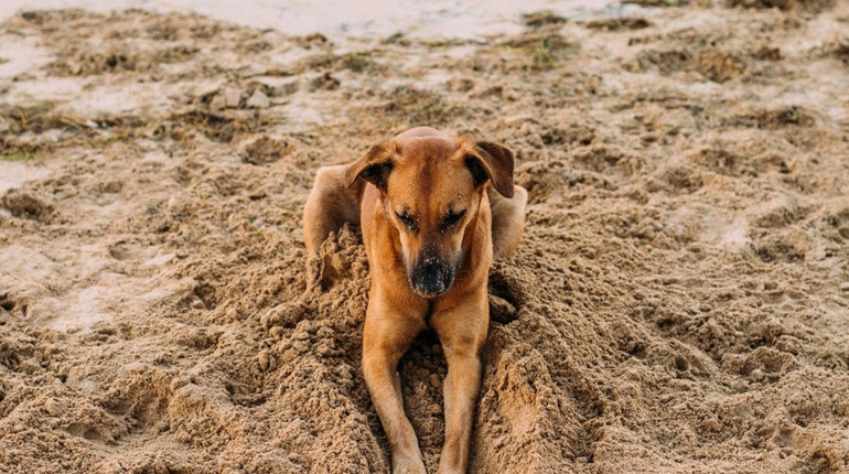 Напала безпритульна собака. Хто має відповідати. Пояснюємо на пальцях