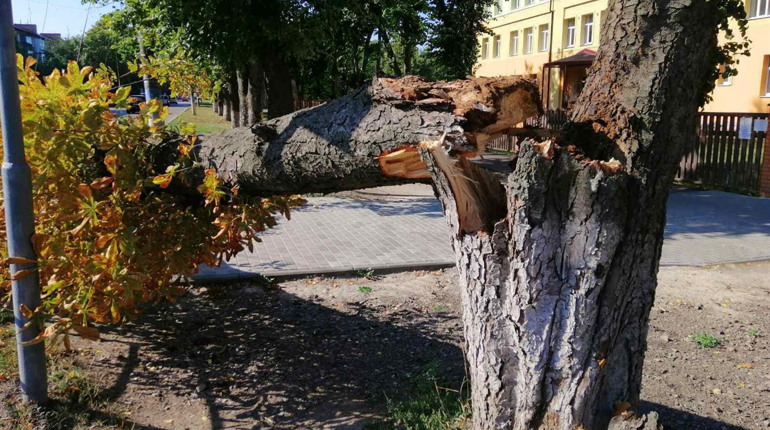 У Ніжині впало дерево на тротуар