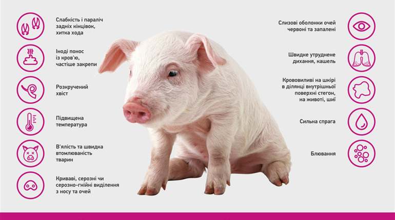 На Пологівщині зафіксували спалах африканської чуми