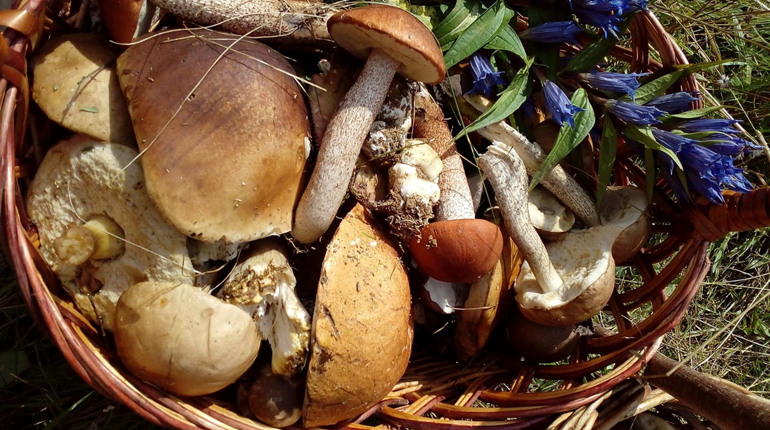 Гриби: як варити, де знайти та не отруїтися