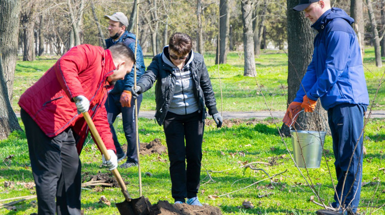 100 саджанців клену гостролистого передадуть у комунальну власність громади Нікополя: подробиці