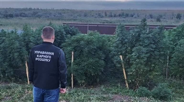 У селі Великий Дальник знайшли плантацію коноплі: за парканом росло трави на 3,5 млн гривень