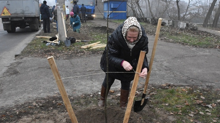 Чернігів готується до висаджування дерев. Бізнесу пропонують долучитися і закупити саджанці