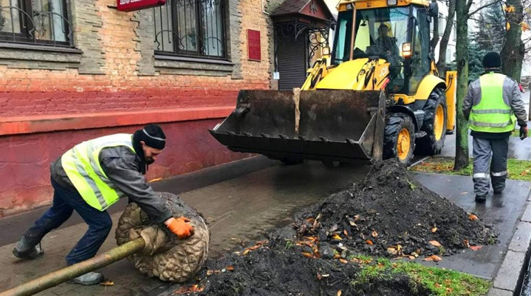 На вулиці Шевченка висаджують клени. Фотофакт