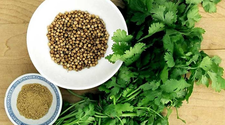 Купить кориандр на подоконник для здоровья и не только