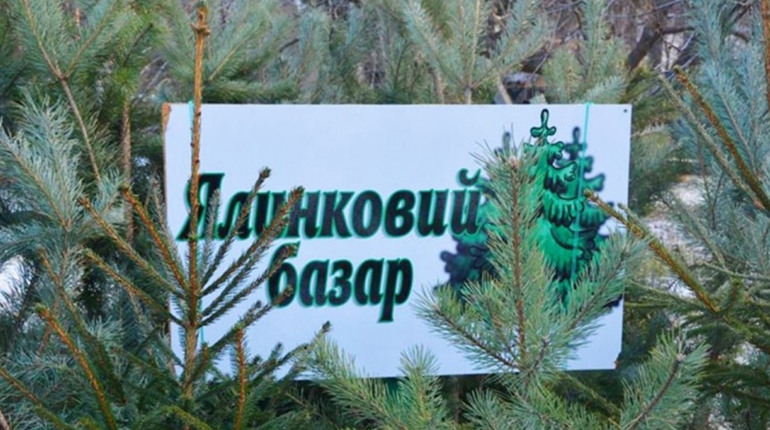 Де у Шостці можна буде придбати новорічну ялинку