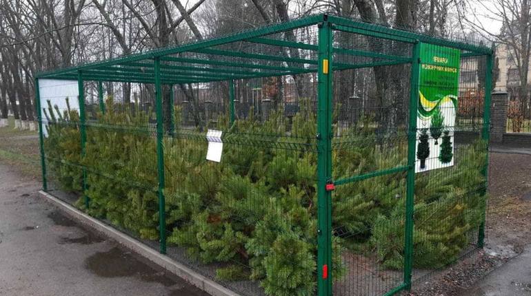 Ярмарка ялинок у Конотопі: скільки коштуватимуть дерева цього року?