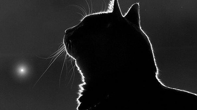 Життєва історія одного чуда. Як домашня тварина може взяти на себе чужу біду