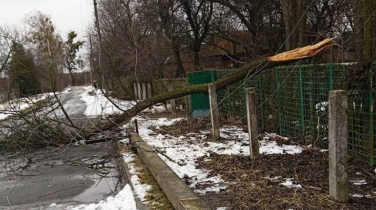 У Переяславі зріжуть 13 дерев. Фахівець із благоустрою пояснив: де і чому?