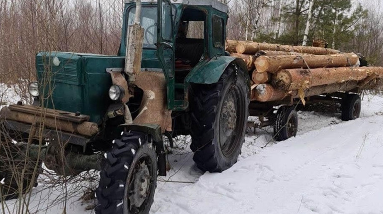 Зрізали 14 колод: у селі на Сарненщині крали сосни