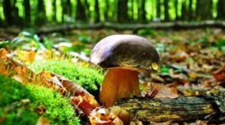 Люди запитують: «Невже за збирання грибів і ягід доведеться платити штрафи?»