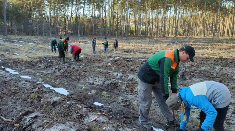 На Конотопщині розпочалася висадка лісу: як це було