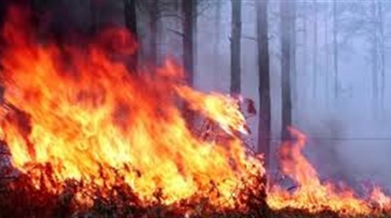 Гадячан закликають не ходити до лісу та не палити багаття
