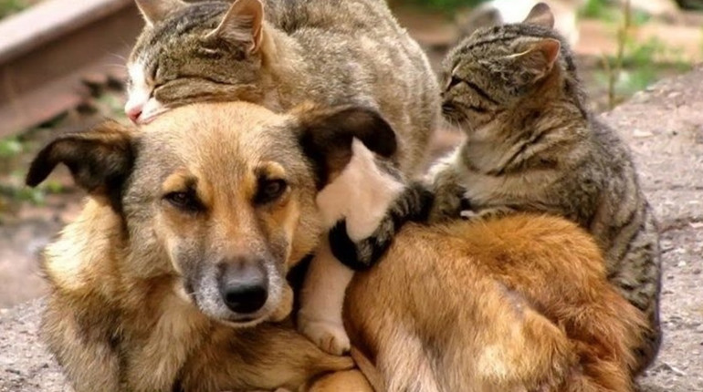 У Біляївці за підтримки UAnimals безкоштовно стерилізуватимуть безпритульних тварин