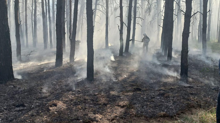 На Миколаївщині через військове вторгнення рашистів горять ліси